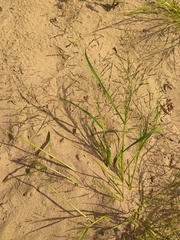 Eragrostis amurensis