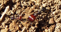 Messor decipiens