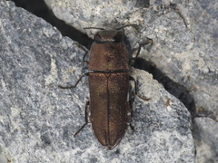 Anthaxia umbellatarum