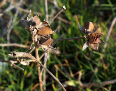 Helianthemum ledifolium