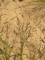 Eragrostis amurensis
