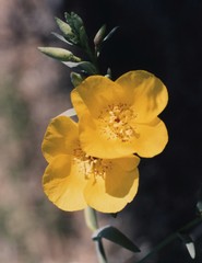 Eulobus crassifolius