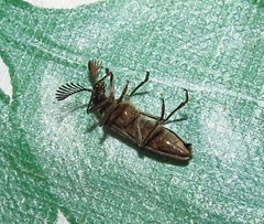 Rhipiceridae