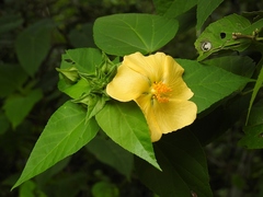 Dendrosida sharpiana