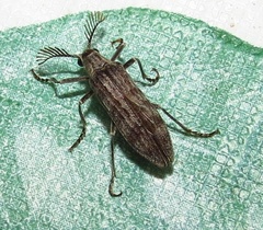 Rhipiceridae