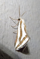 Conchylia nitidula
