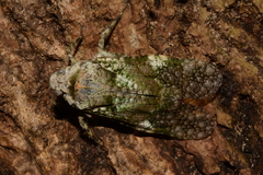 Calyptoproctina