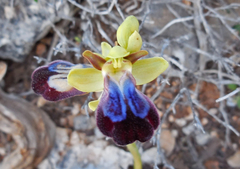 Ophrys fusca iricolor