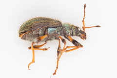 Phyllobius contemptus