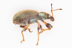 Phyllobius contemptus