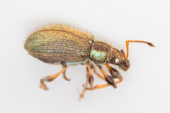 Phyllobius contemptus