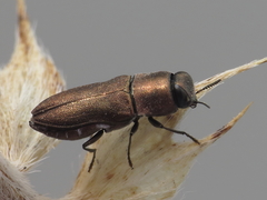 Anthaxia umbellatarum