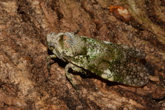 Calyptoproctina
