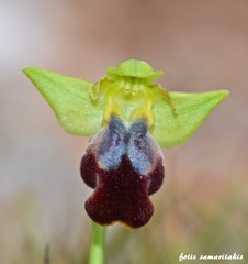 Ophrys fusca iricolor