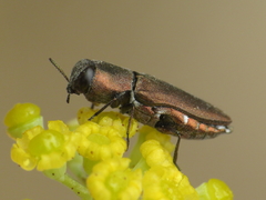 Anthaxia umbellatarum