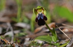 Ophrys fusca iricolor