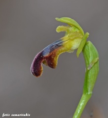 Ophrys fusca iricolor