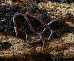 Willkommlangea reticulata