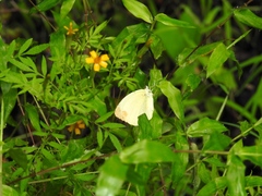 Pyrisitia dina westwoodi