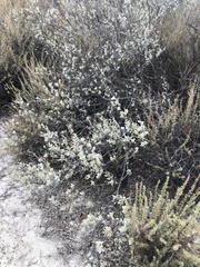 Malacothamnus gracilis