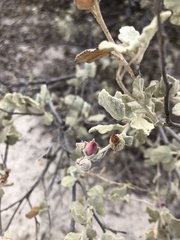 Malacothamnus gracilis