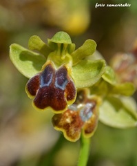 Ophrys phaidra