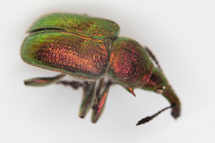 Rhynchites auratus