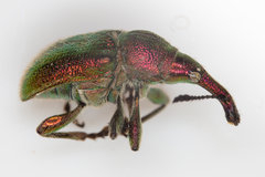 Rhynchites auratus