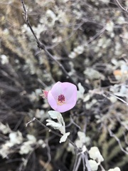 Malacothamnus gracilis