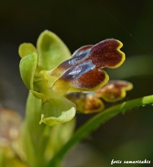 Ophrys phaidra