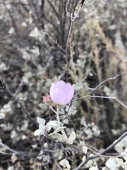 Malacothamnus gracilis
