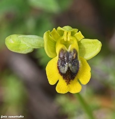 Ophrys lutea phryganae
