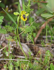 Ophrys lutea phryganae