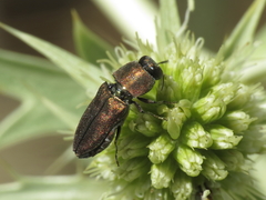 Anthaxia umbellatarum