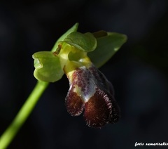 Ophrys sitiaca