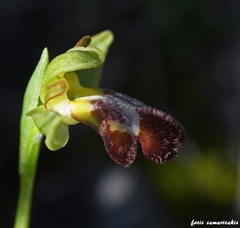 Ophrys sitiaca