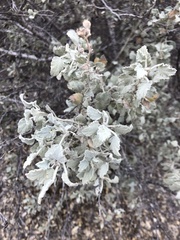 Malacothamnus gracilis