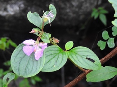 Heterocentron muricatum