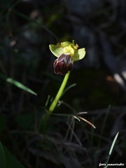 Ophrys sitiaca