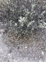 Malacothamnus gracilis