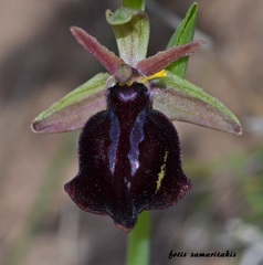 Ophrys sphegodes spruneri