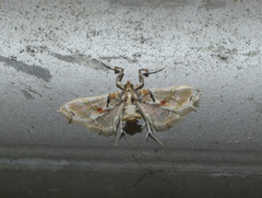 Neoleucinodes