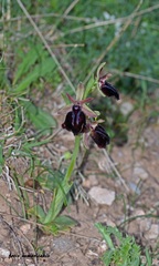 Ophrys sphegodes spruneri