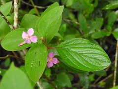 Heterocentron muricatum