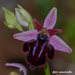 Ophrys sphegodes spruneri