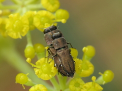 Anthaxia umbellatarum