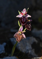 Ophrys sphegodes spruneri