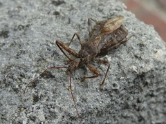 Acholla multispinosa