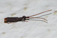 Ionthocerus