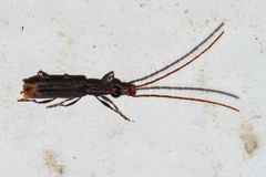 Ionthocerus